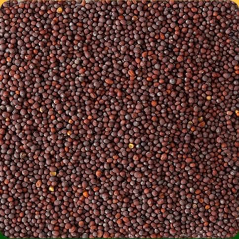 Mustard Seeds